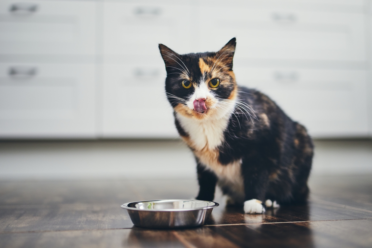 cat eating from metal bowl
