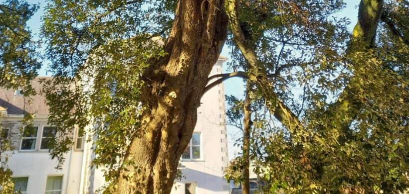 A beautiful tree with homes in the background.