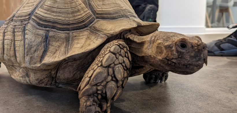 A tortoise visits our residents at Bristol Foyer. 