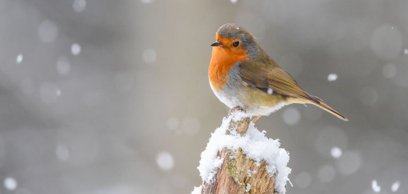 Robin in the snow