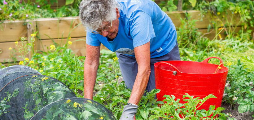A person is tending to plants in a garden, surrounded by greenery and a large red bucket.