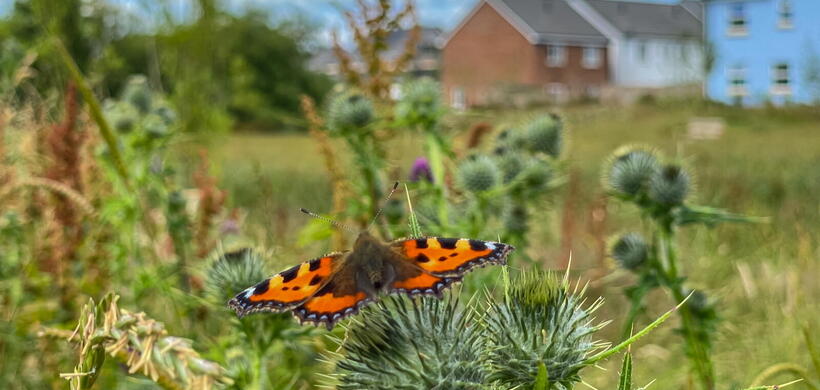 butterfly on plant in residential area