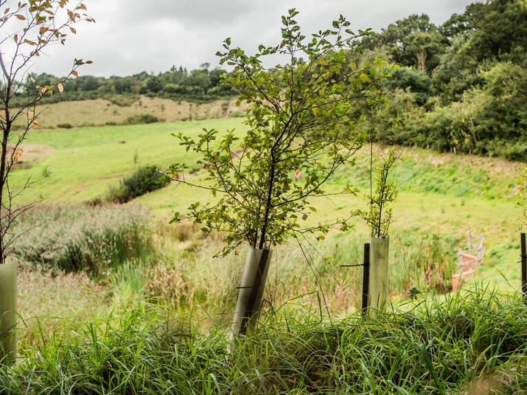 trees on one of our developments 