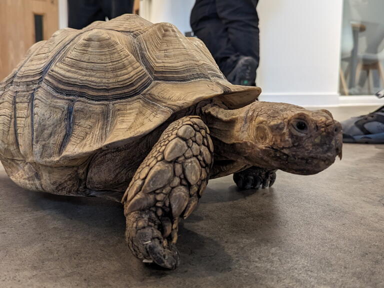 A tortoise visits our residents at Bristol Foyer. 