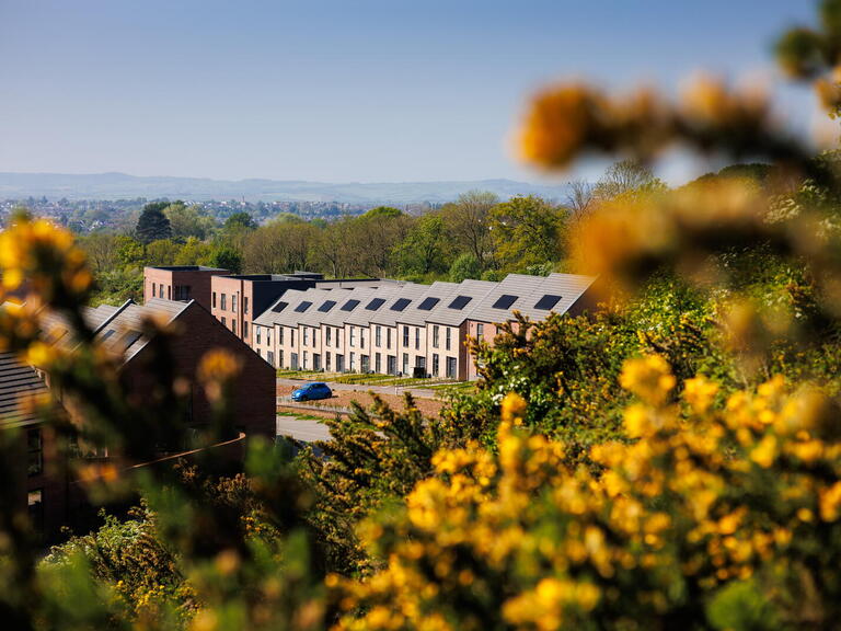 Modern terraced houses nestled among greenery with yellow flowers in the foreground.