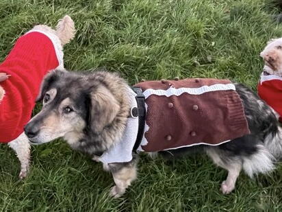 Two cockapoos in matching jumpers joined by other dogs.