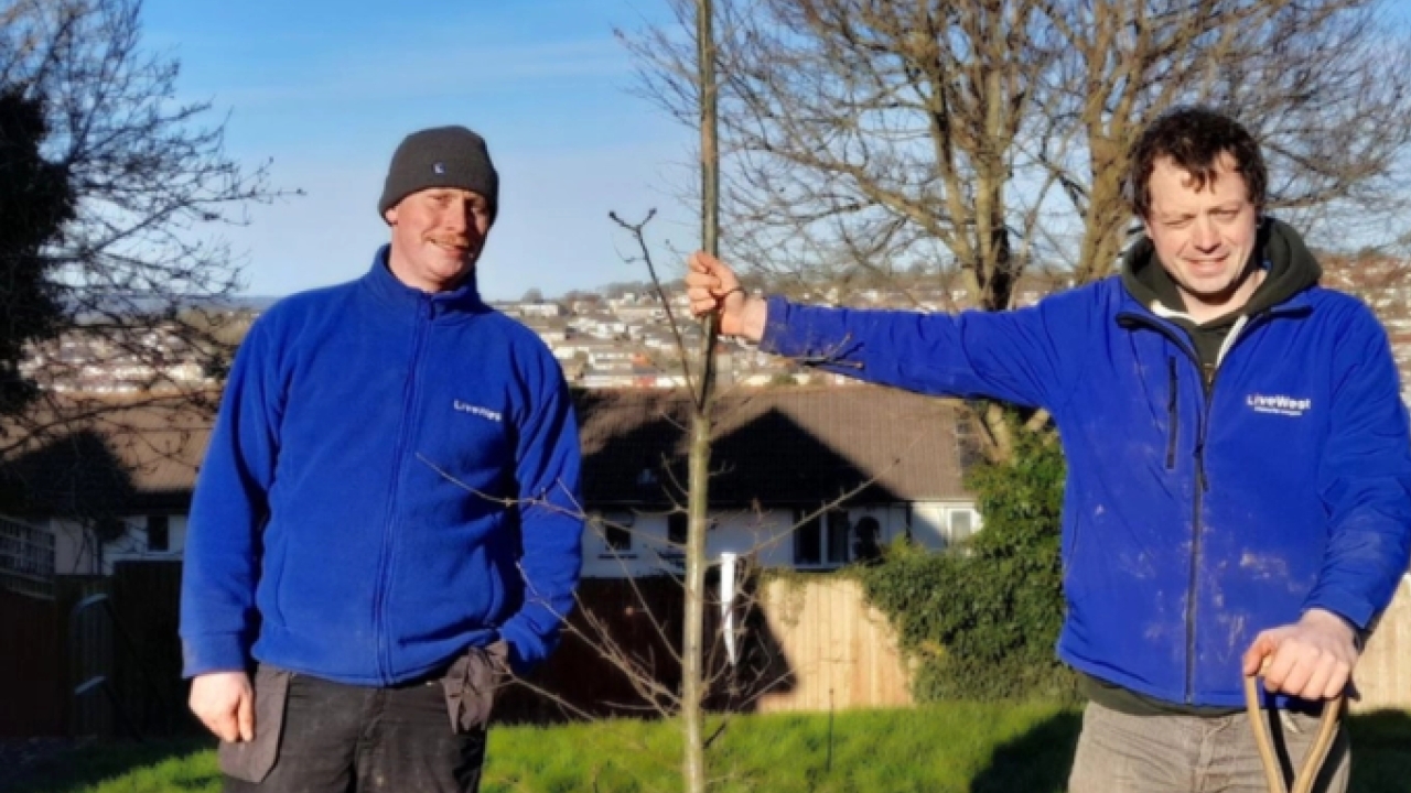 LiveWest volunteers planting trees.