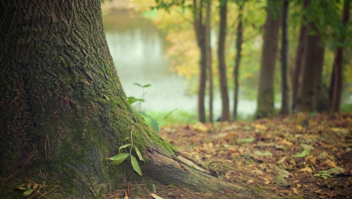 LiveWest launch pioneering tree research project