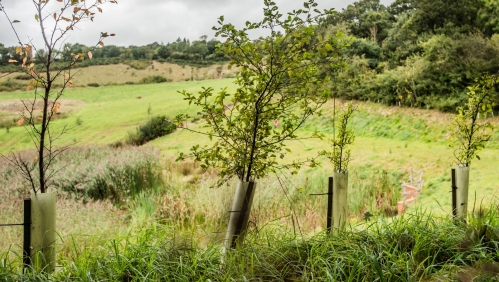 trees on one of our developments 