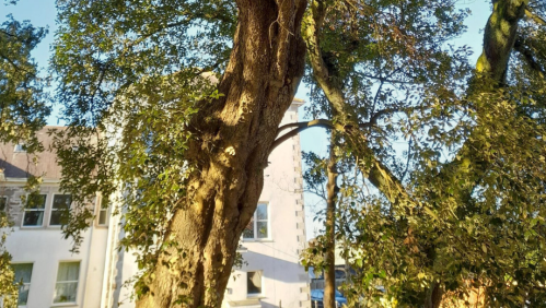 A beautiful tree with homes in the background.