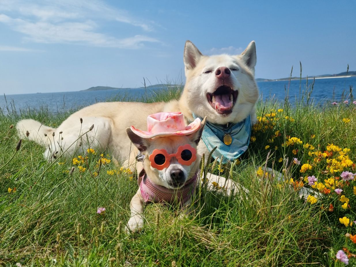 Two dogs named the winner of our 'Pets on holiday' category.